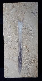 Hibolithes sp. (MONTFORT 1808) - Bild &copy; FossNet FossilienStore